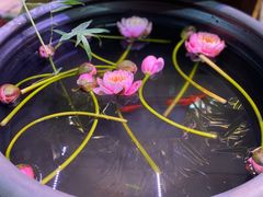 -花鸟鱼虫鲜花绿植市场(玉泉路店)
