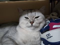 -柚子猫舍·精品猫舍购猫·猫咪认养·购宠·宠物店