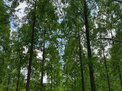 -黄海国家森林公园