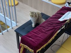 -Umiao与猫咖啡 猫咖