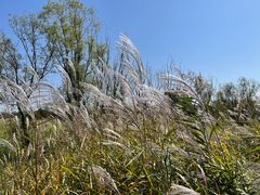 -野鸭湖国家湿地公园