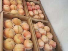 -南汇新场正宗水蜜桃采摘