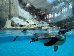 -帝企鹅自助餐厅•儿童岛•真企鹅(长隆企鹅酒店)