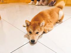 -柴源莊·柴小宠柴犬咖啡