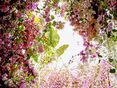 -深圳国际园林花卉博览园