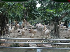 -广州长隆飞鸟乐园