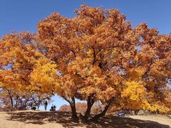 -五角枫生态旅游景区