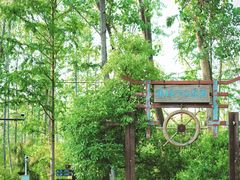 -合肥滨湖国家森林公园