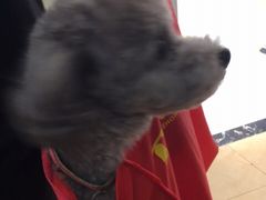 -美联众合动物医院·24h京西诊疗中心