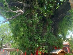 -大槐树寻根祭祖园