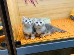 -欣宠猫屋·矮脚拿破仑·蓝金金渐层