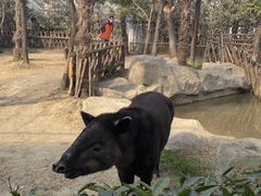 -上海野生动物园