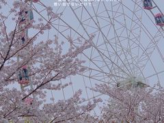 -顾村公园