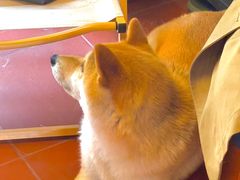 -About Bistro關於·泰式家庭料理