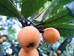 -塘栖枇杷特色园区