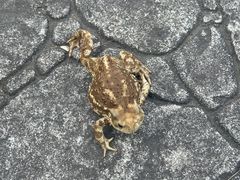 -黄兴公园
