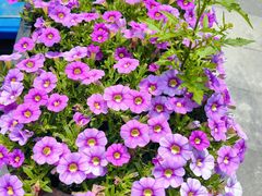 -花里花店(唐镇阳光天地店)