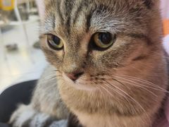 -我爱猫咪·猫咖·狗咖·安哥拉兔·羊驼咖(小寨华旗店)