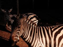 -清迈夜间动物园