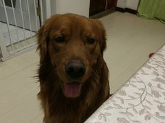 -波姐宠物家庭寄养