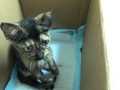 -安安宠医·安宠宠物医院