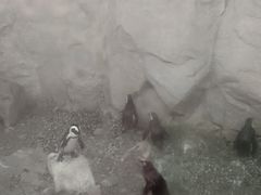 -新加坡飞禽公园