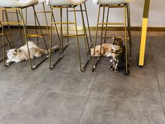 -飞行喵MR PILOT|猫舍·猫咖(静安大融城店)