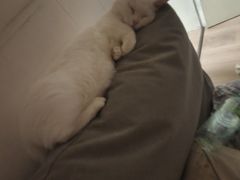 -BABIT巴比特宠物(MOMOPARK店)