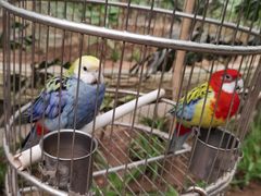 -南宫五洲植物乐园