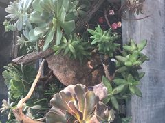 -北马山庄植趣咖啡