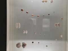 -青岛贝壳博物馆