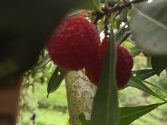 -西山樟坞健康果园枇杷杨梅采摘