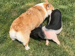 -趣玩宠物乐园寄养训犬训狗游泳池