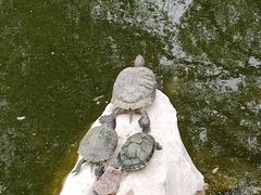 -龙华寺