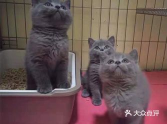 他家店是我和儿子逛街时无意中发现的，从来没想过养宠物