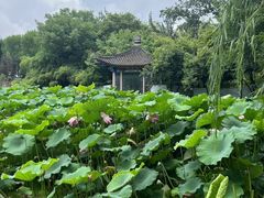 -莲湖公园