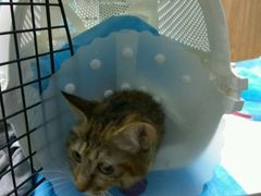 -纳吉亚猫专科动物诊疗中心(蒋宅口分院)