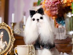 -萌宠之家·腊肠犬·马尔泰·小体犬舍