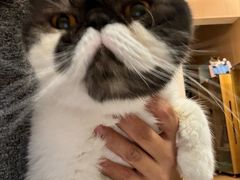 -瑞派康怡24h宠物医院·犬猫医疗中心·微创绝育(瑞景分院)