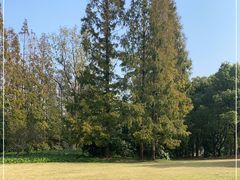 -上海滨江森林公园