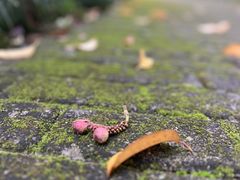 -白塘生态植物园