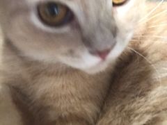 -楼上猫咖(罗湖店)