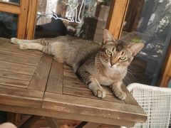 -喵屿·大理花园猫咖