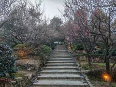 -香雪海