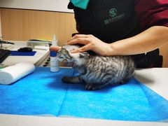 -瑞派·关忠动物医院·猫专科·犬专科(三环新城店)