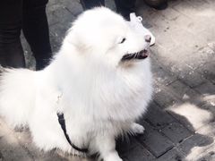 -潘玉麟糖粥