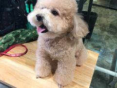 -PETKIT小佩宠物(昭化店)