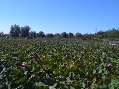 -羊亭河湿地公园