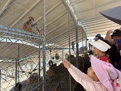 -西霞口神雕山野生动物世界