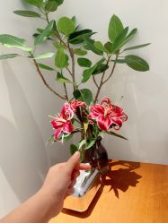 -玛莲朵·海菲秀冰珀科
